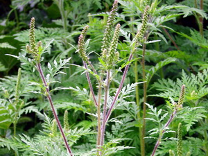 Quelle: http://www.garten-ffb.de